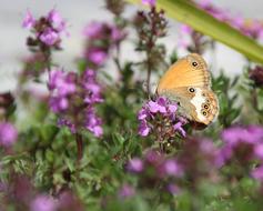 Butterfly Public