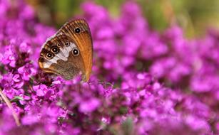 Butterfly Public