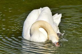 White swan on the pond in spring