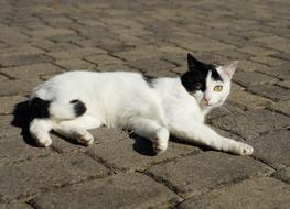 white cat with black spots on the pavement