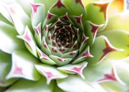 Roof Houseleek Rock Plants Green