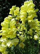 Loewenmaeulchen Summer Flower