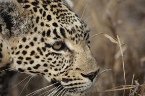 leopard head in South Africa, close-up