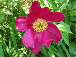 Garden peonies on a bush