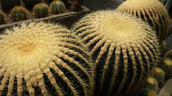 Cactus Green