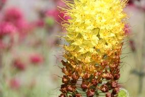 yellow elongated flower