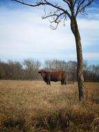 Cow Cattle Farm