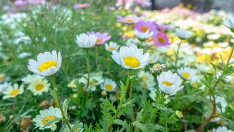 white violet Small Flowers