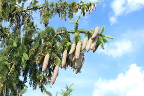 white fruit on a tree