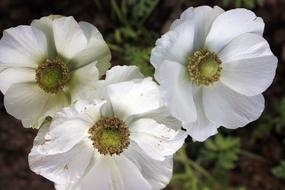 Chinese Bulbul Bloom White Olive