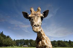 cute giraffe face