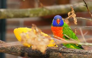 Parrot red green blue Bird