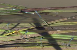 Dragonflies Mating