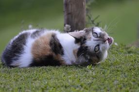 spotted cat meows on the lawn