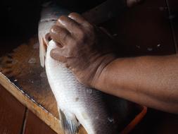 raw fish cutting