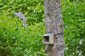 aviary for the pigeon on the tree