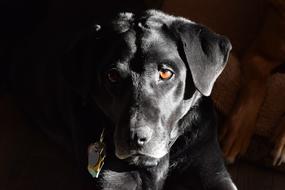 black cute dog looking