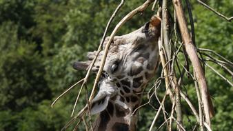 Giraffe Zoo