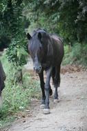 Horse Black on a walk in the park