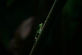Gecko Hawaii Island Of