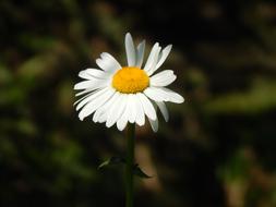 Daisy White Flower