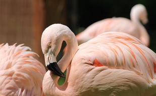 Flamingo Pink Water