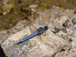 Blue Dragonfly Rock Winged Insect