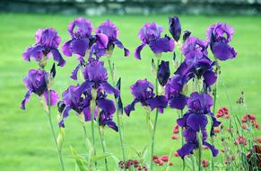 Flowers Lilies Garden