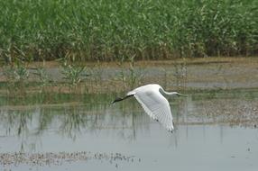 Heron Spoon Gaga White