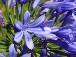 purple flowers in the grass are beautiful