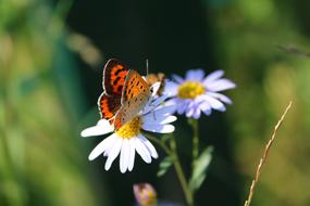 Butterfly Chrysanthemum Autumn