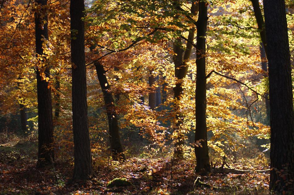 Autumn Forest Trees