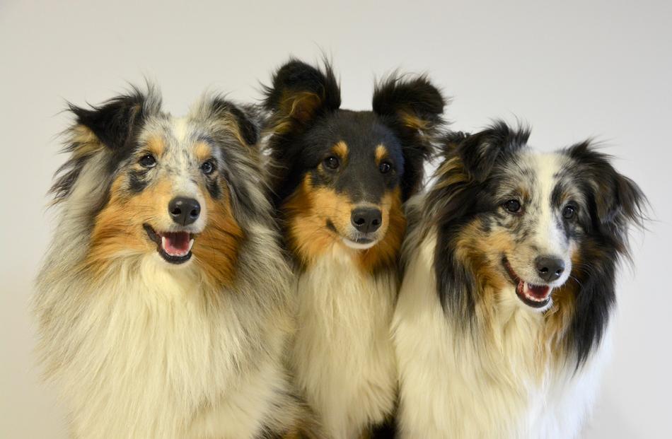 Fluffy pet dogs