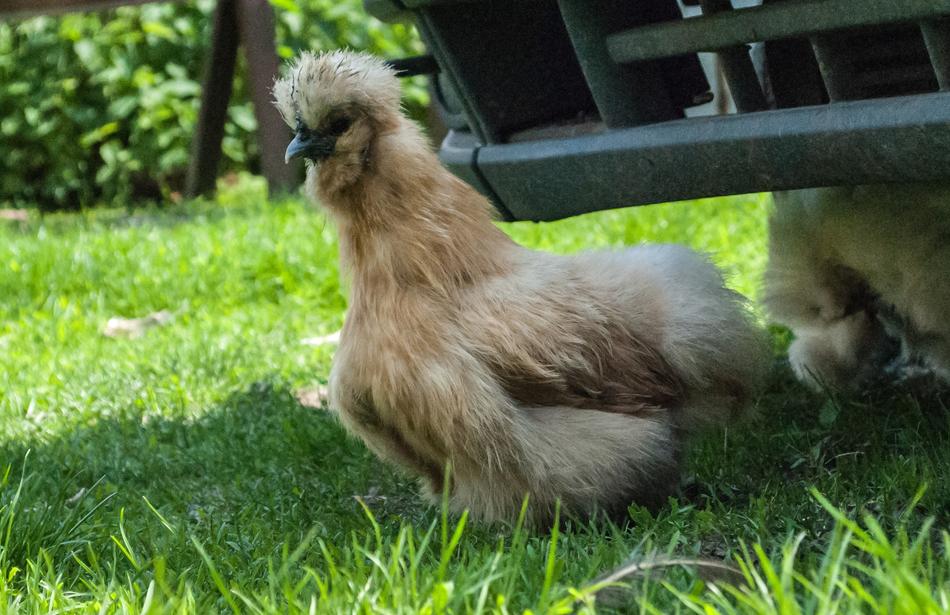 a fluffy chicken sits