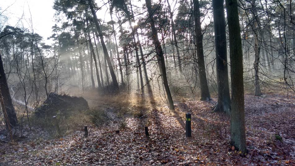 Winter Sunlight