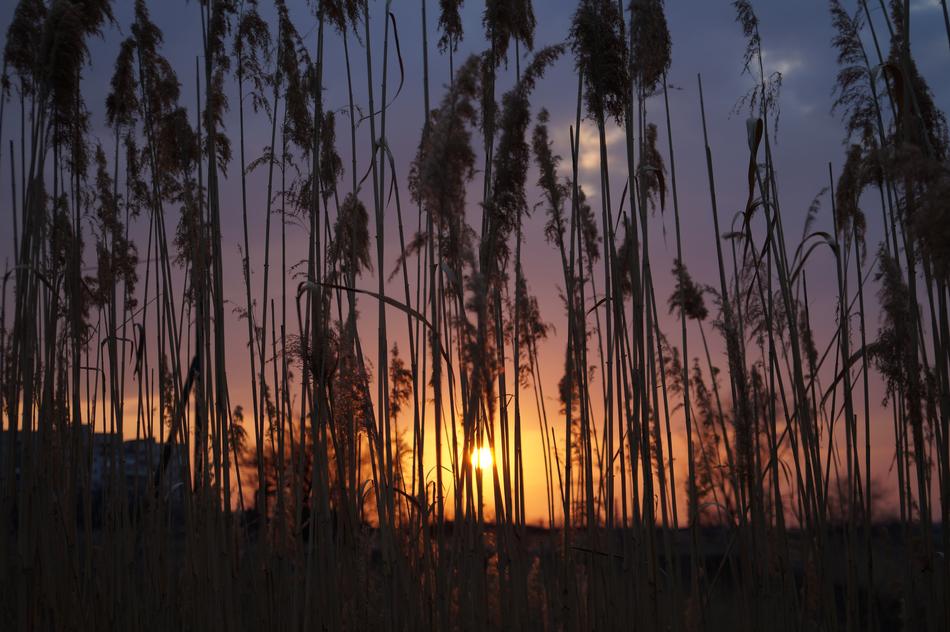 Reed Sun