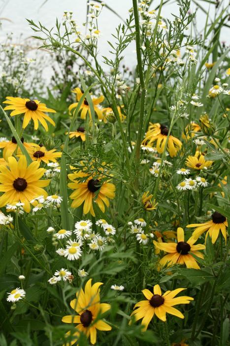 Cone Flowers Yellow Wild