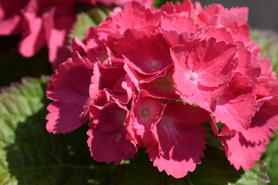 Hydrangeas Flowers Spring