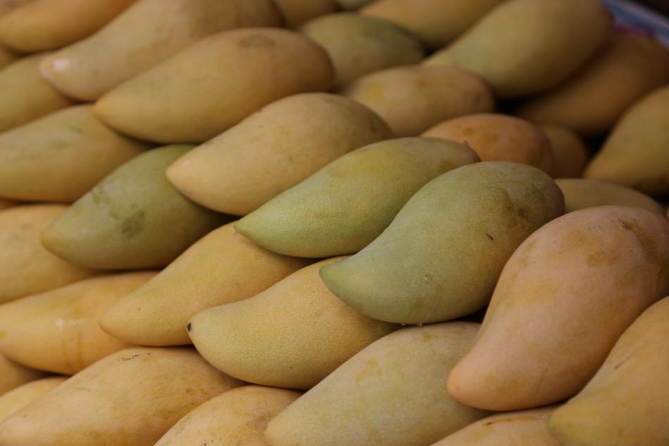 Mangoes Fresh Fruits