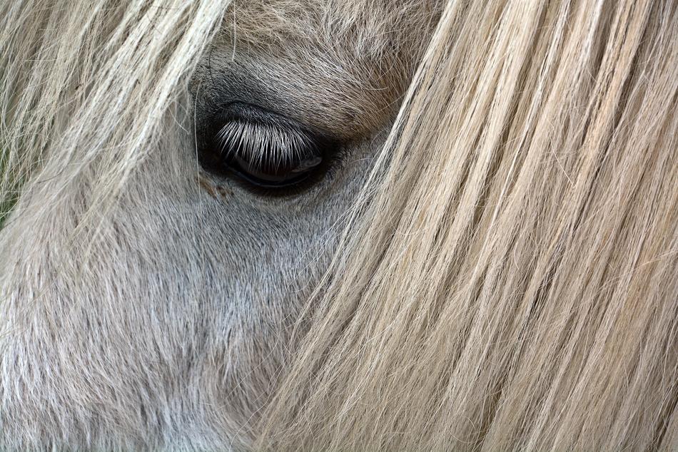 Horse Eye face