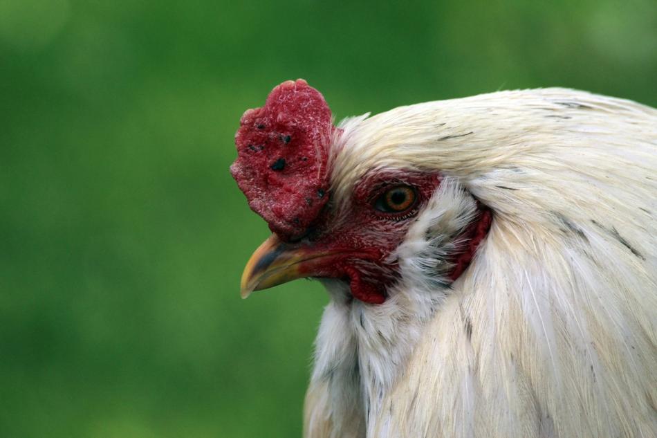portrait of Rooster Bird Animal