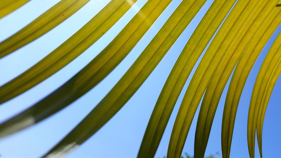 Foliage Sky