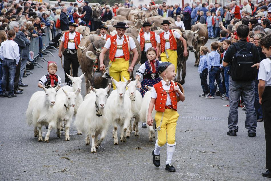 The Cattle Market Goat Appenzell