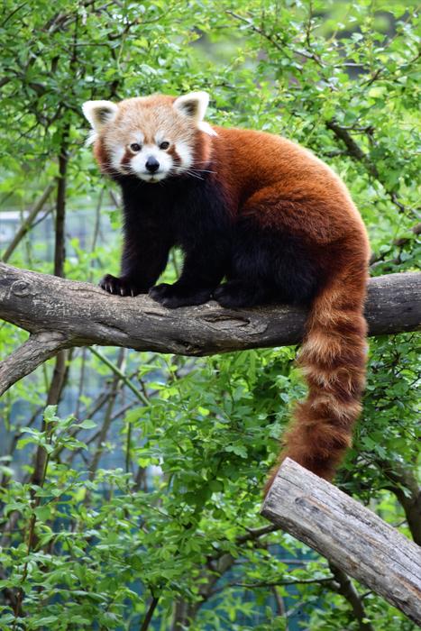 Red Panda Cute Rare