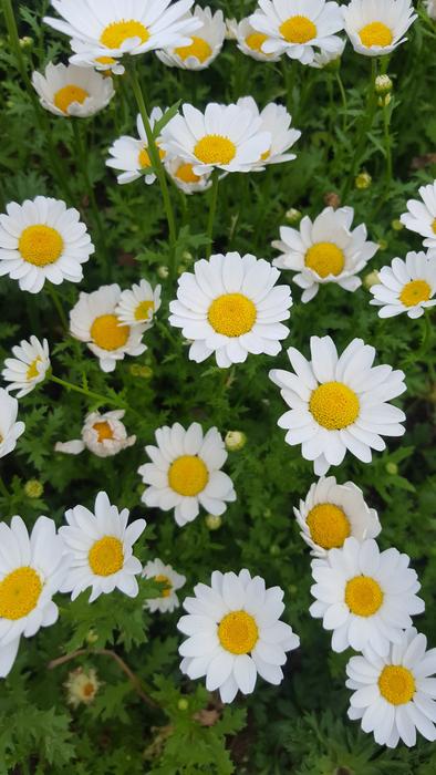 Chrysanthemum Kogiku White Flowers