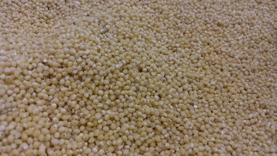 Millet Grain