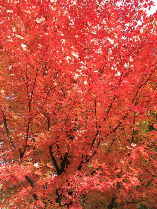 Maple Red Leaf Fall