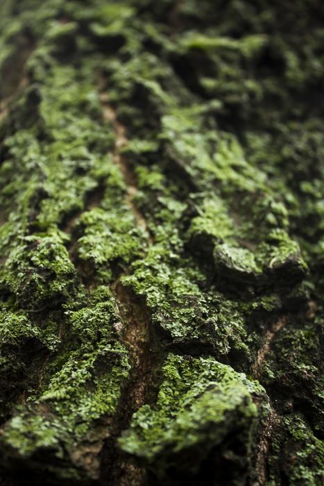 Tree Bark Lichen Flora