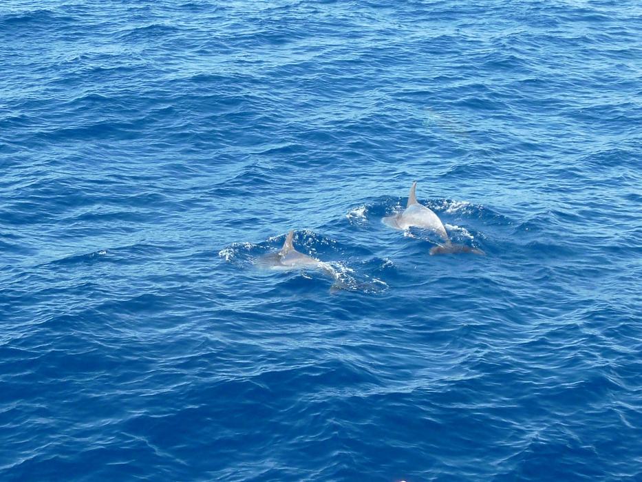 Sea Dolphin