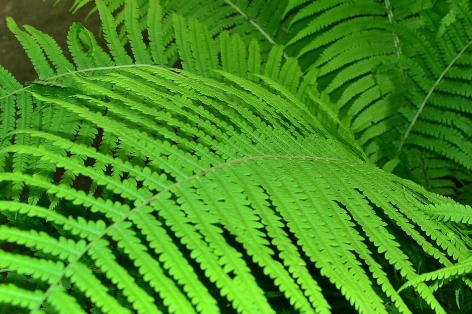 fern leaves in the garden